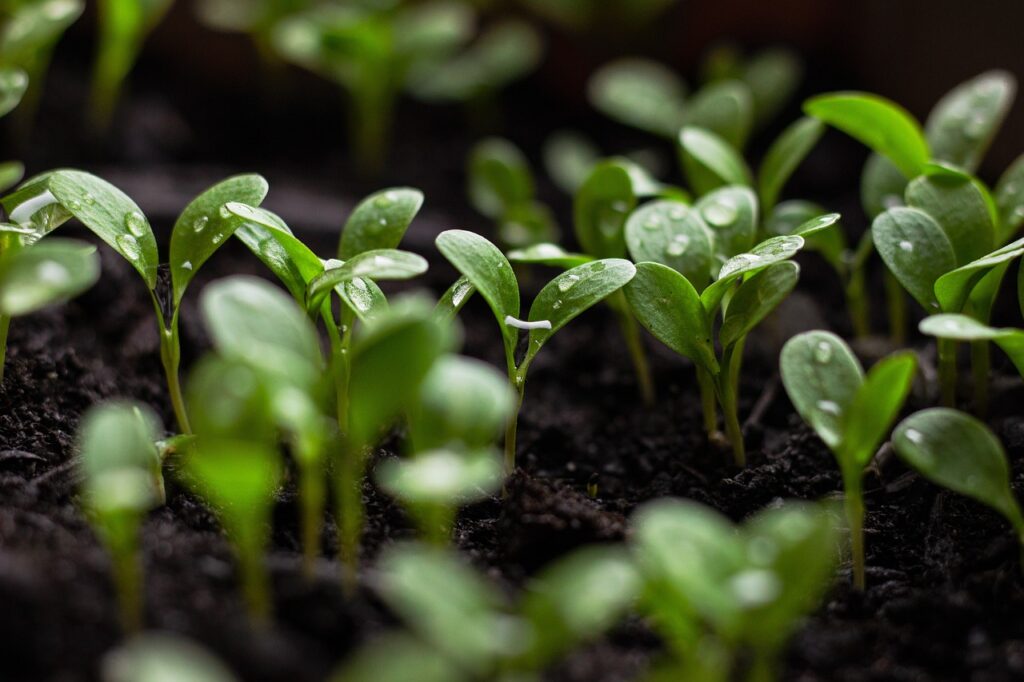 seedlings, soil, spring flowers, create a sustainable garden at home